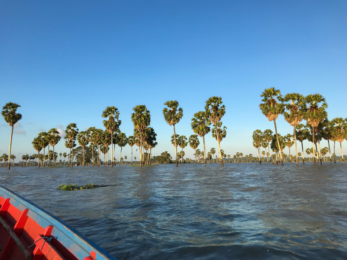 Tempe Lac Sulawesi Indonésie palmier