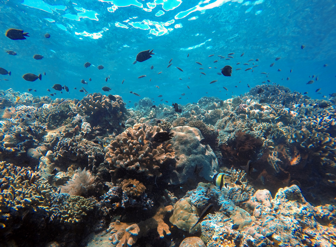Sulawesi Indonésie Bunaken Plongée corails