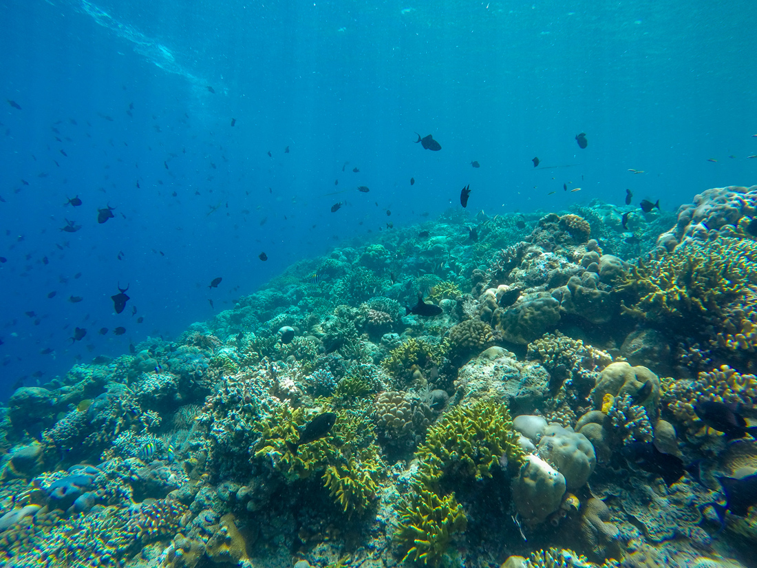 Sulawesi Indonésie Bunaken Plongée corail