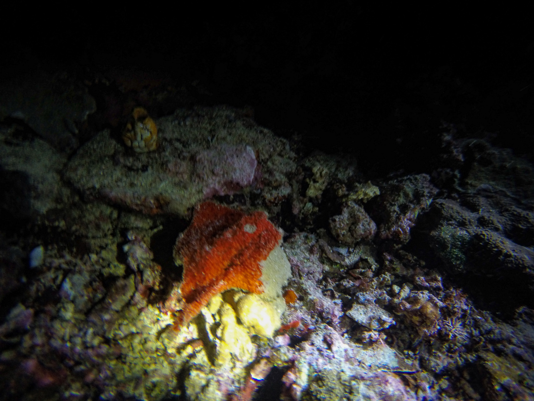 Sulawesi Indonésie Bunaken Spong crab