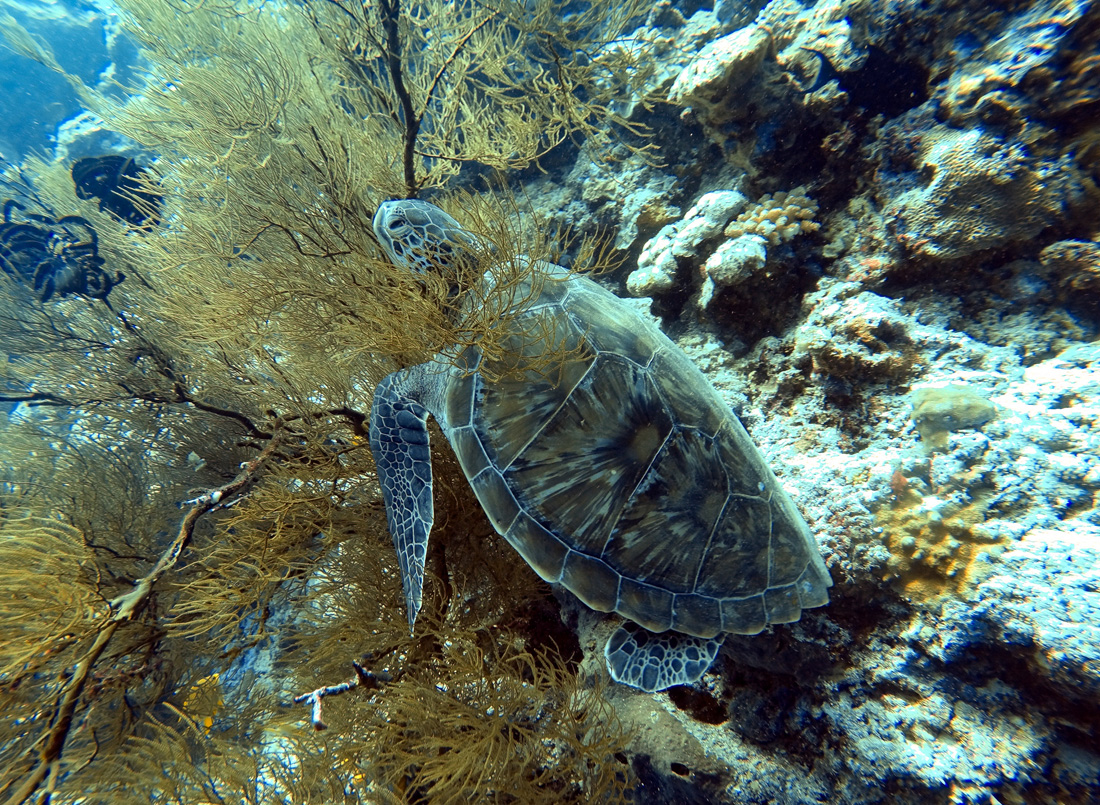 Sulawesi Indonésie Bunaken Plongée tortue corail
