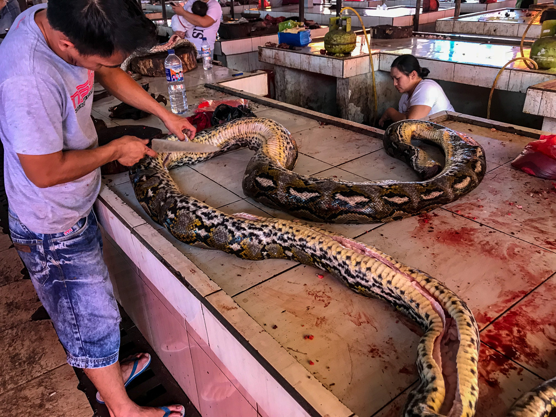 Tomohon Sulawesi Indonésie Marché serpent