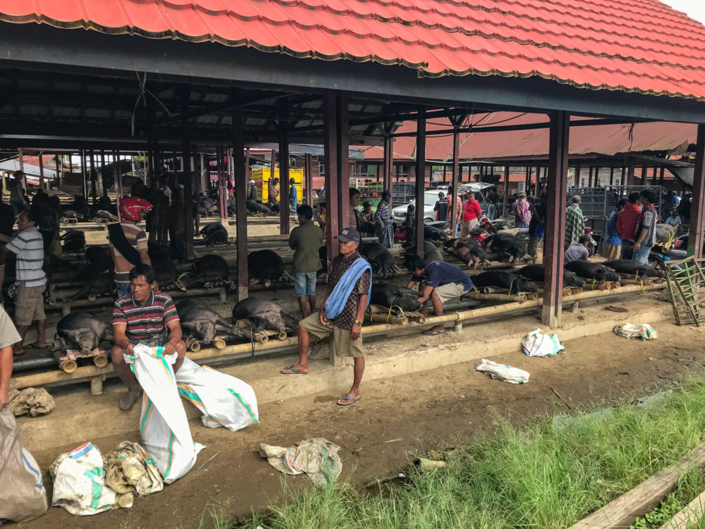Sulawesi Indonésie Toraja Pasar Bolu Cochons