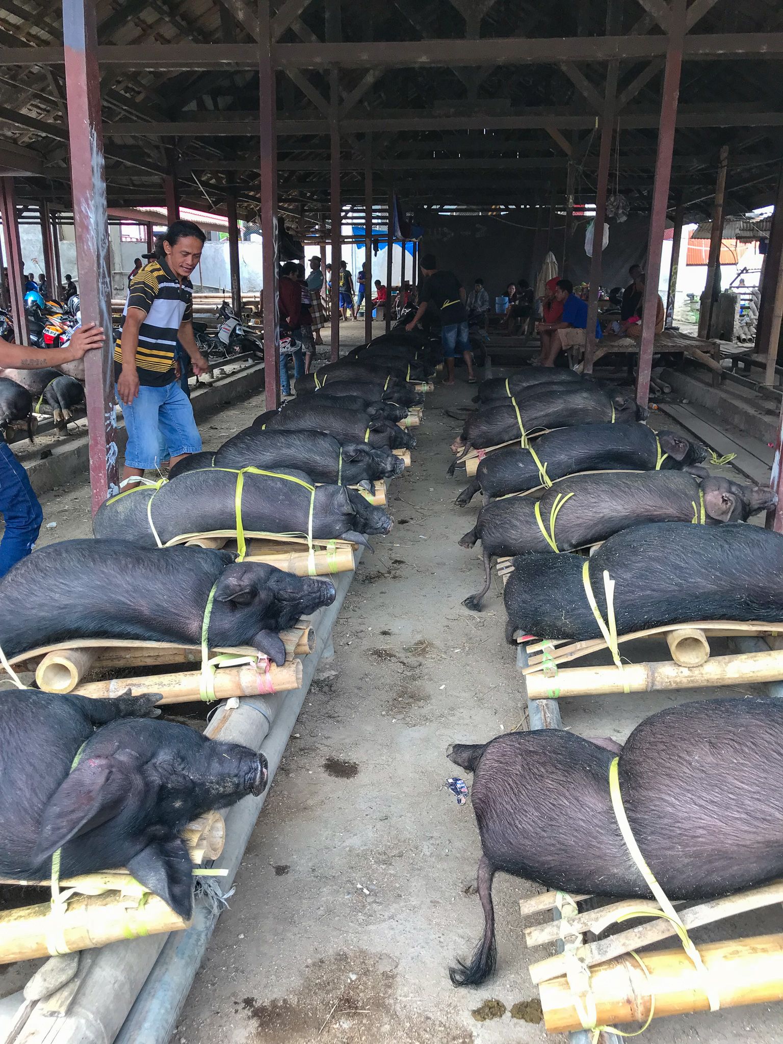 Sulawesi Indonésie Toraja Pasar Bolu Cochon