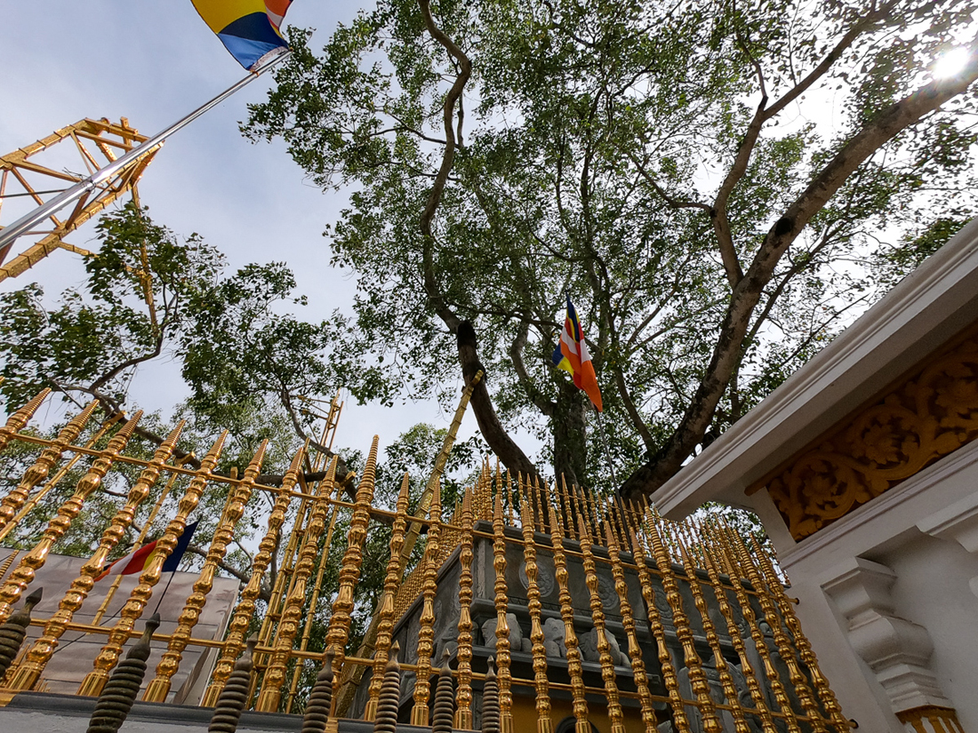 Sri Lanka Anuradhapura Bodhi Tree
