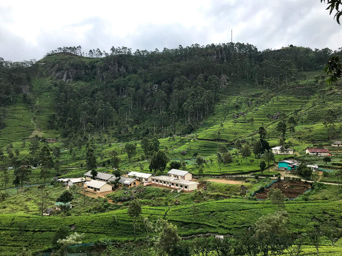 Sri Lanka Haputale Plantation de thé Thé