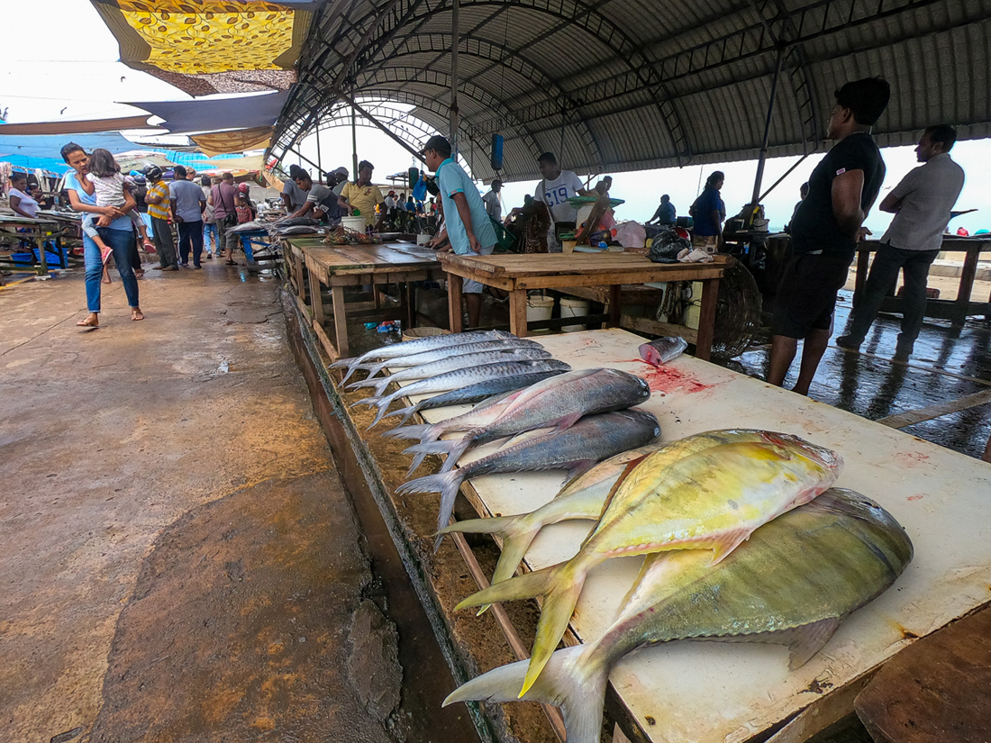 Sri Lanka Negombo Fish Market Poisson
