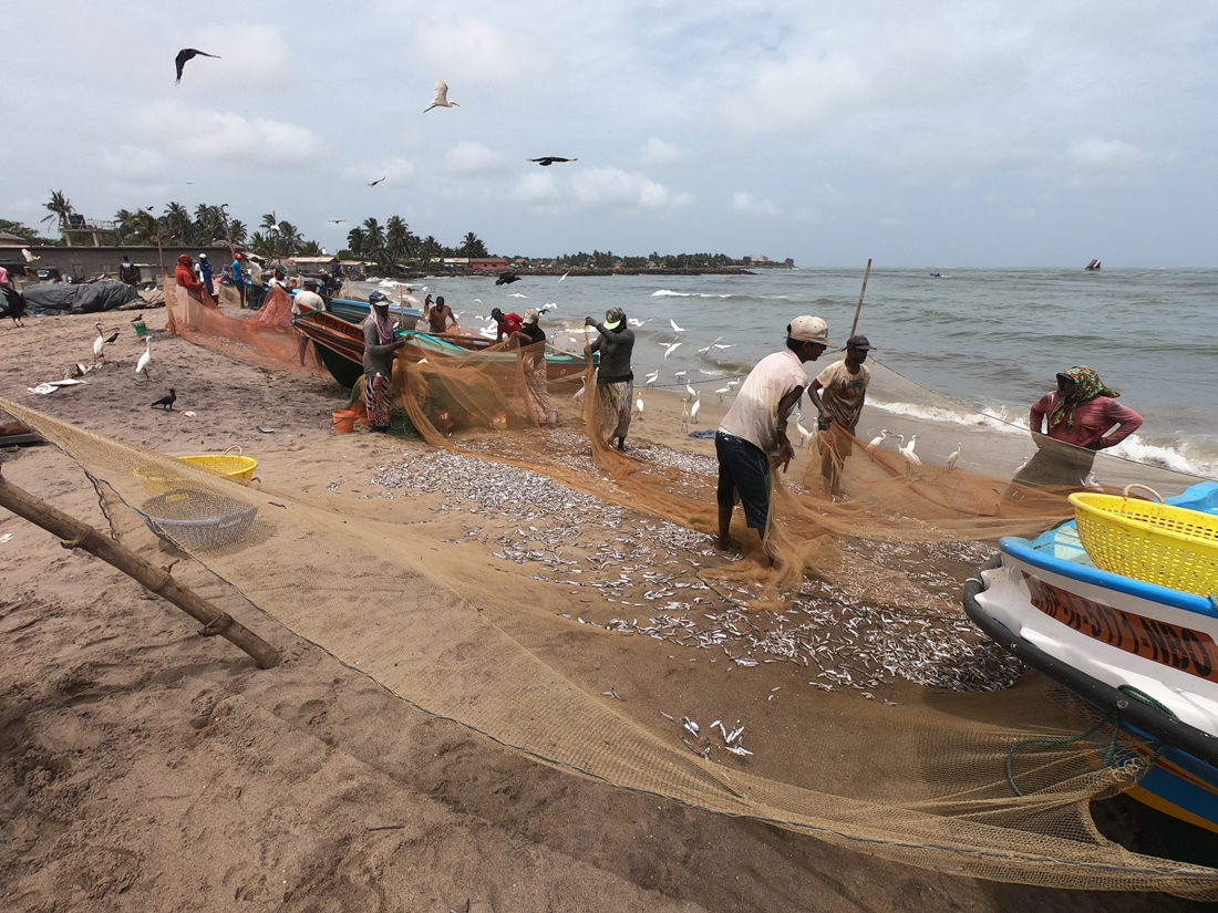 Sri Lanka Negombo Pêcheur Bateau Poisson Marché