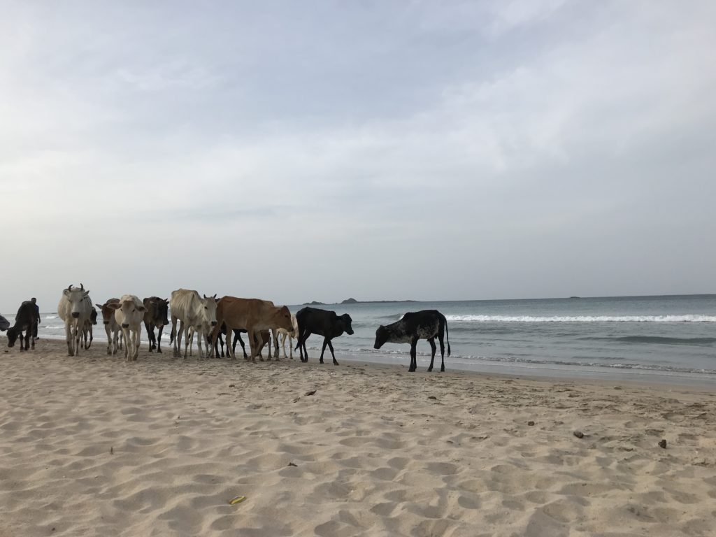 Sri Lanka Trincomalee Nilaveli Plage Vaches