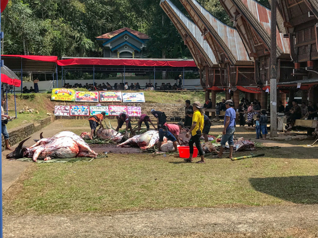 Toraja Sulawesi Indonésie boeuf sacrifié