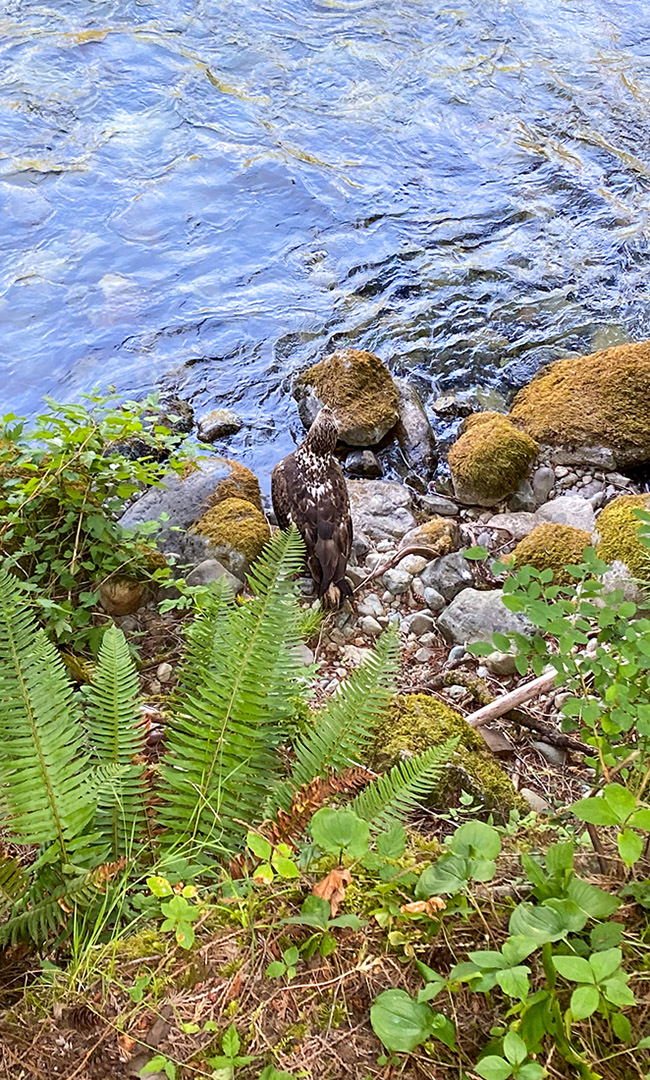 canada Vancouver Island aigle